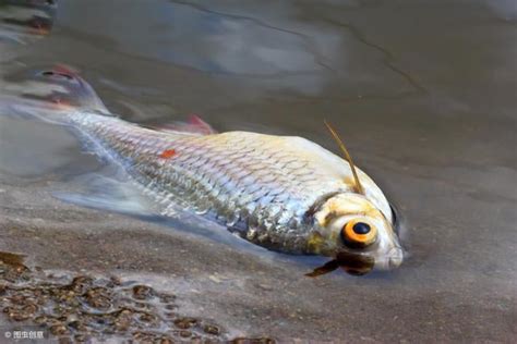 死掉的魚怎麼處理|【魚死了怎麼處理】養魚人的心碎時刻！小魚仙逝後的善後指南